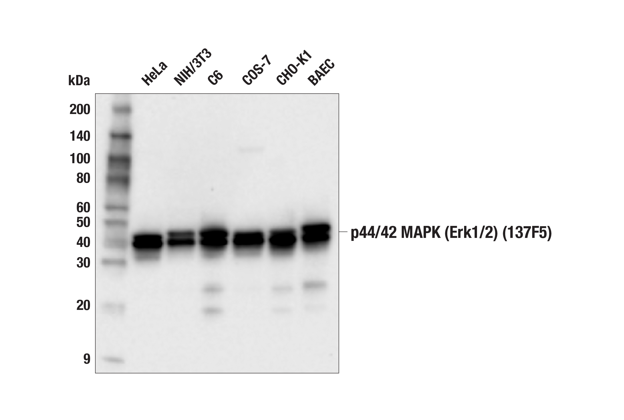 Western Blotting Image 1: p44/42 MAPK (Erk1/2) (137F5) Rabbit mAb