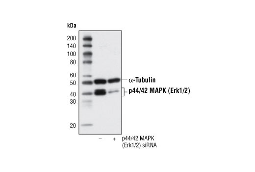 Western Blotting Image 2: p44/42 MAPK (Erk1/2) (137F5) Rabbit mAb