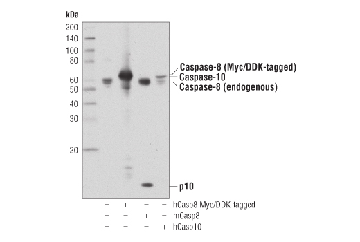 Western Blotting Image 4: Caspase-8 (D35G2) Rabbit mAb