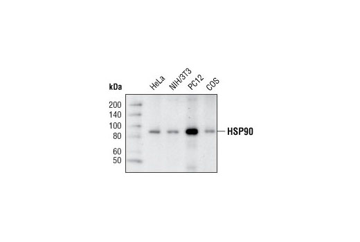 Western Blotting Image 1: HSP90 (C45G5) Rabbit mAb