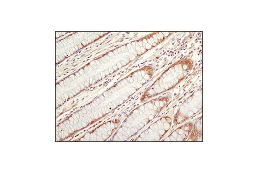 Immunohistochemistry Image 1: HSP90 (C45G5) Rabbit mAb