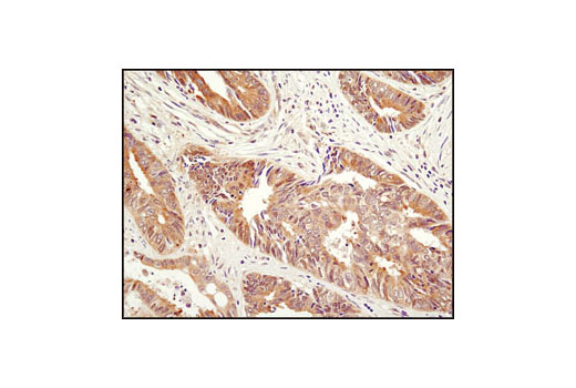  Image 26: HSP/Chaperone Antibody Sampler Kit