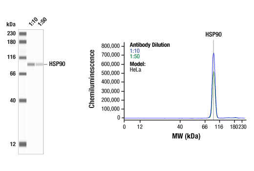 Western Blotting Image 2: HSP90 (C45G5) Rabbit mAb