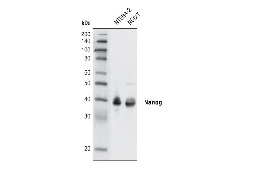 Western Blotting Image 1: Nanog (1E6C4) Mouse mAb