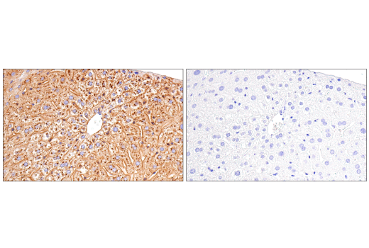  Image 30: Late-Onset Alzheimer's Disease Risk Gene (Mouse Model) Antibody Sampler Kit