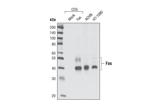 Western Blotting Image 1: Fas (C18C12) Rabbit mAb (BSA and Azide Free)