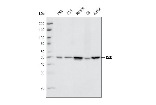  Image 8: Src Family Antibody Sampler Kit