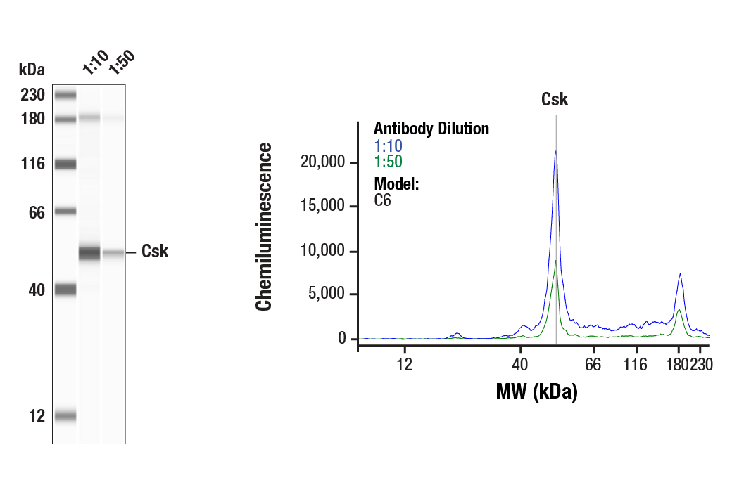  Image 2: Src Family Antibody Sampler Kit