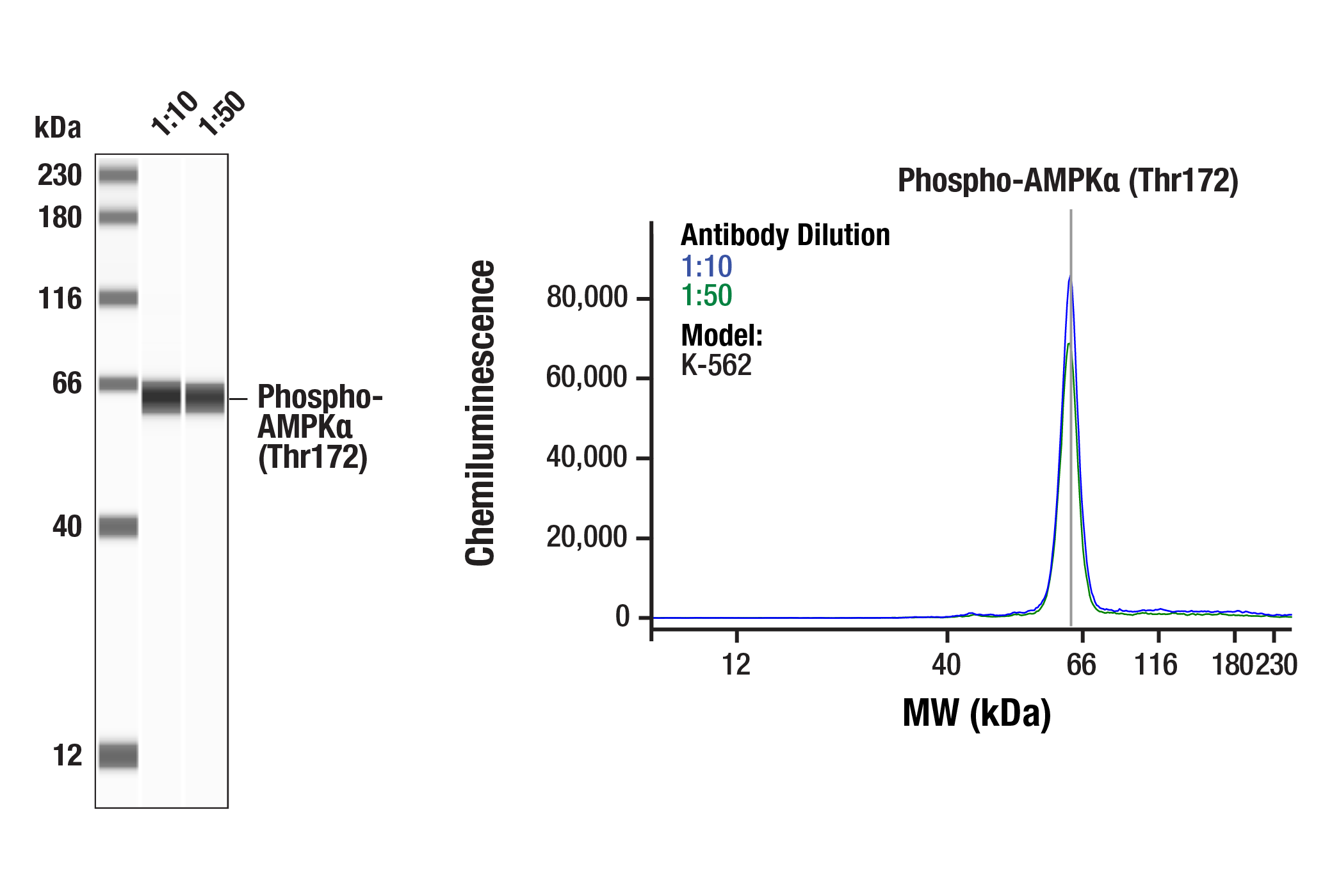 Western Blotting Image 2: Phospho-AMPKα (Thr172) (D4D6D) Rabbit mAb