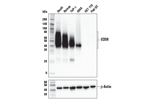 Western Blotting Image 1: CD38 (E7Z8C) XP® Rabbit mAb