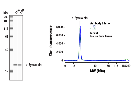 Western Blotting Image 2: α-Synuclein (E4U2F) XP® Rabbit mAb