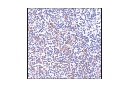 Immunohistochemistry Image 4: Phospho-Bad (Ser112) (40A9) Rabbit mAb