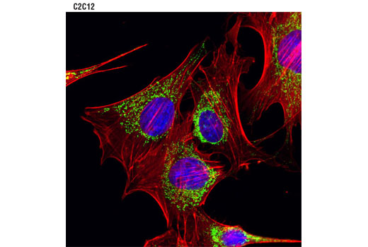  Image 26: Cell Fractionation Antibody Sampler Kit