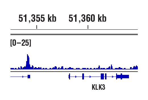 Chromatin Immunoprecipitation Image 1: FoxA1/HNF3α (E7E8W) Rabbit mAb