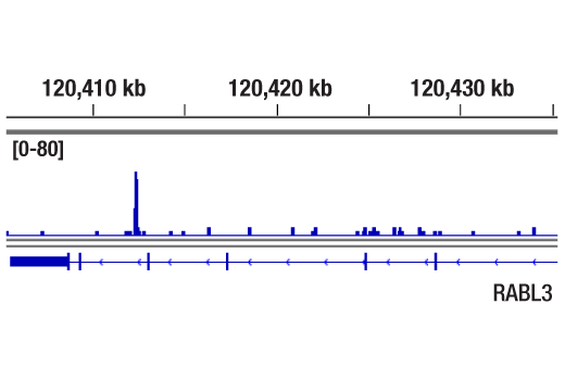 CUT and RUN Image 1: FoxA1/HNF3α (E7E8W) Rabbit mAb