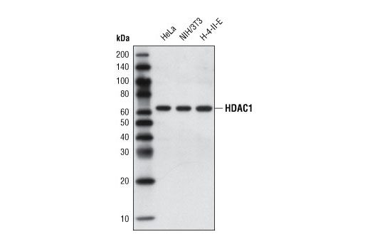 Western Blotting Image 1: HDAC1 (10E2) Mouse mAb