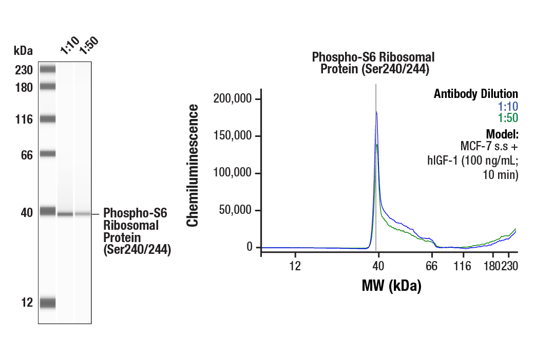  Image 4: p70 S6 Kinase Substrates Antibody Sampler Kit