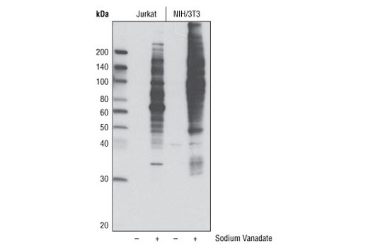 Western Blotting Image 1: Phospho-Tyrosine Mouse mAb (P-Tyr-100) (HRP Conjugate)