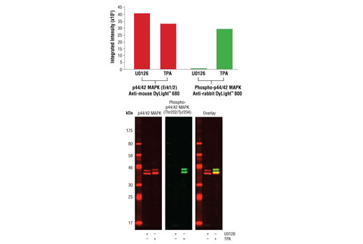 Western Blotting Image 1: Anti-mouse IgG (H+L) (DyLight™ 680 Conjugate)