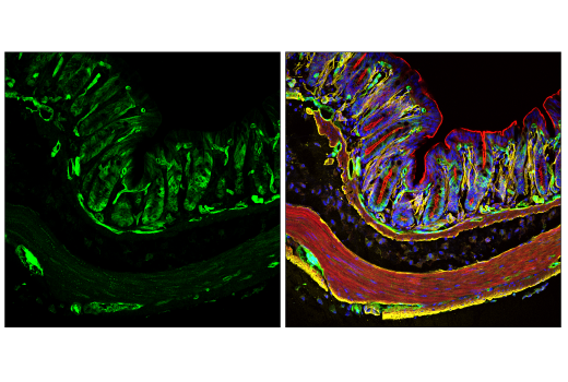 Immunofluorescence Image 1: Phospho-NDRG1 (Thr346) (D98G11) XP® Rabbit mAb