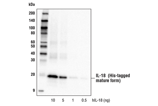 Western Blotting Image 1: IL-18 (D2F3B) Rabbit mAb