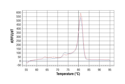 Chromatin Immunoprecipitation Image 1: SimpleChIP® Human HoxA2 Promoter Primers