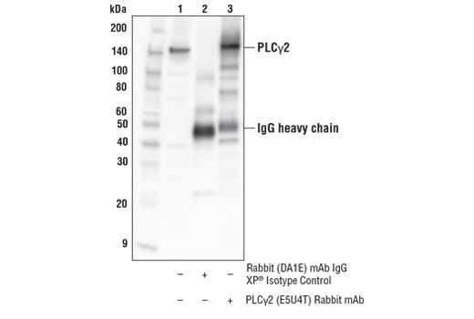  Image 3: PhosphoPlus® PLCγ2 (Tyr759) Antibody Duet