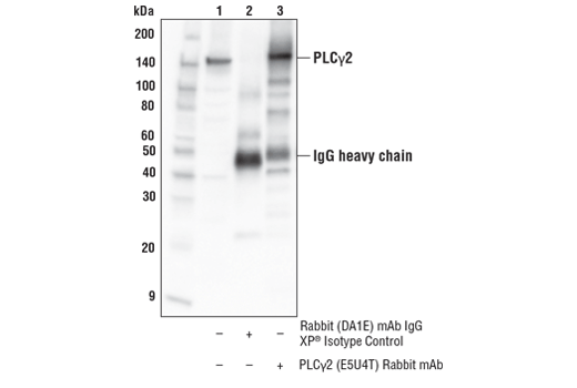  Image 22: TREM2 Signaling Pathways Antibody Sampler Kit