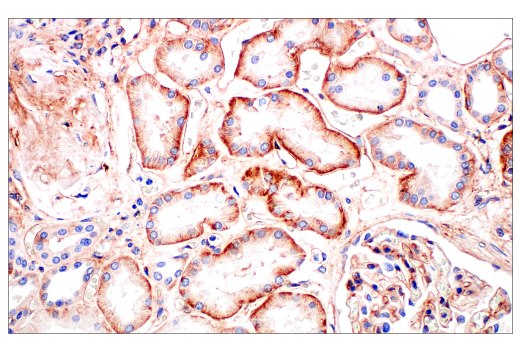  Image 36: Human Reactive Exosome Marker Antibody Sampler Kit