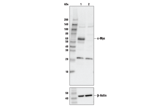  Image 7: StemLight™ iPS Cell Reprogramming Antibody Kit