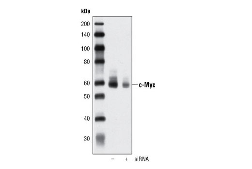  Image 10: StemLight™ iPS Cell Reprogramming Antibody Kit