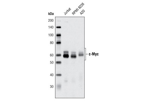  Image 14: StemLight™ iPS Cell Reprogramming Antibody Kit