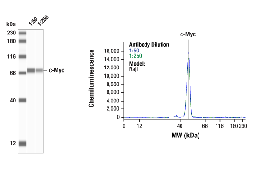  Image 1: StemLight™ iPS Cell Reprogramming Antibody Kit