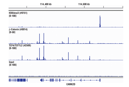 Chromatin Immunoprecipitation Image 1: SimpleChIP® Plus Sonication Chromatin IP Kit