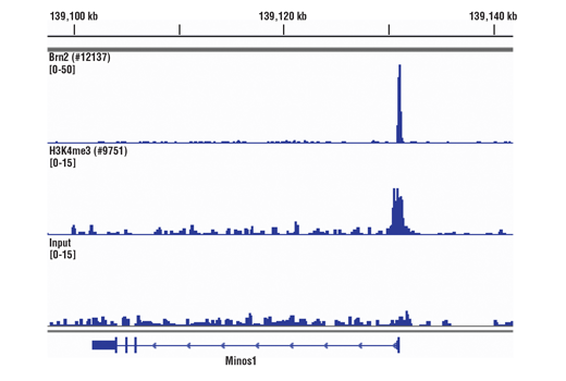 Chromatin Immunoprecipitation Image 5: SimpleChIP® Plus Sonication Chromatin IP Kit