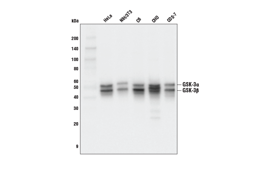 Western Blotting Image 1: GSK-3α/β (D75D3) Rabbit mAb