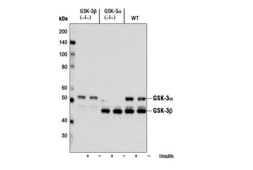  Image 21: Alzheimer's Disease Antibody Sampler Kit