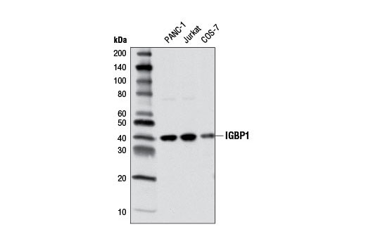 Western Blotting Image 1: IGBP1 (5F6) Mouse mAb