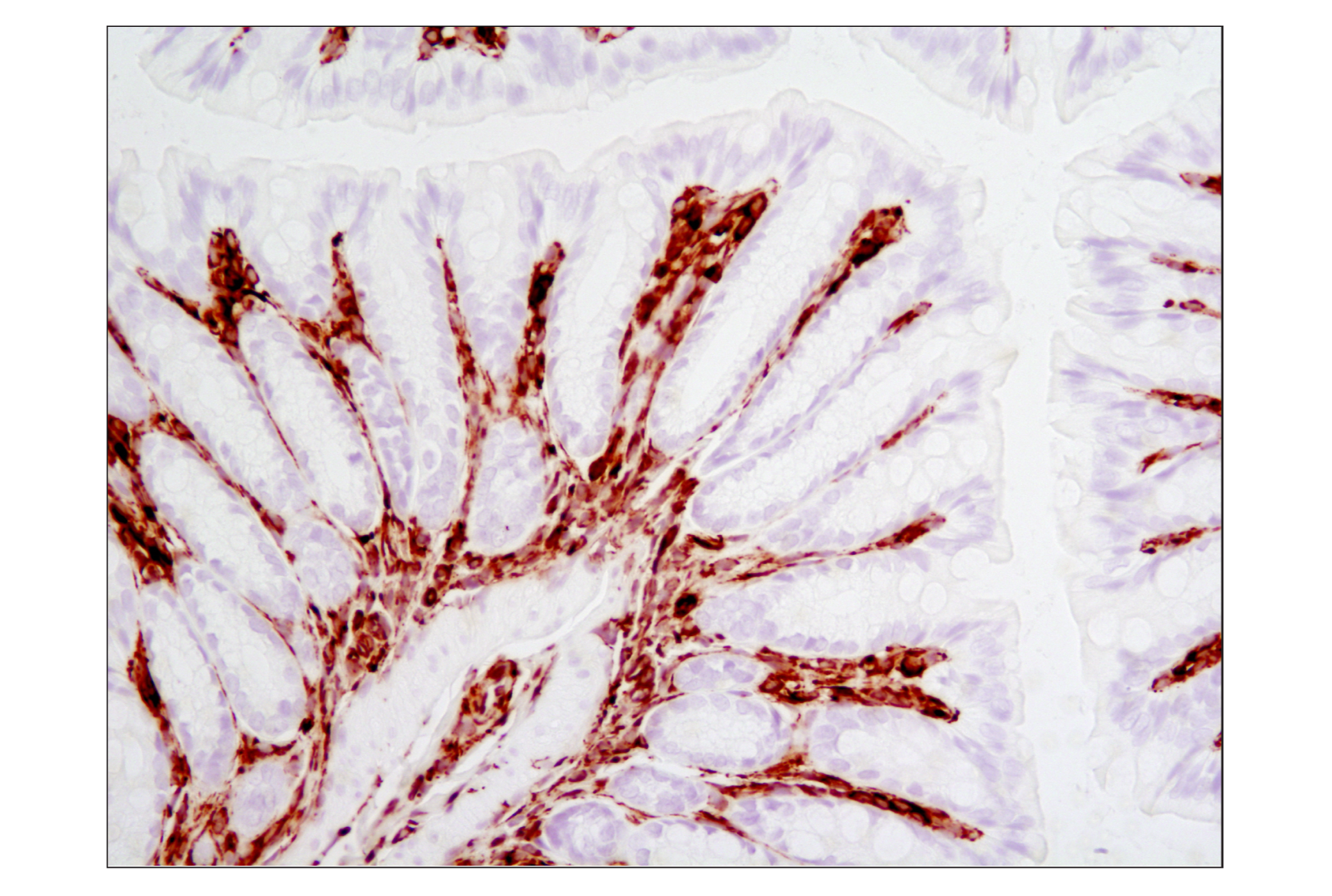  Image 25: Cell Fractionation Antibody Sampler Kit