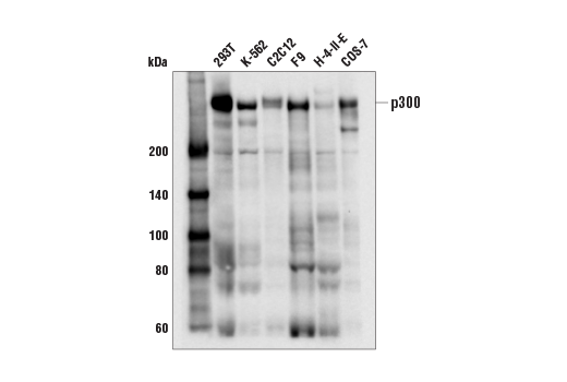 Western Blotting Image 2: p300 (E8S2V) Rabbit mAb