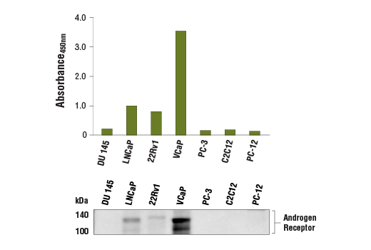  Image 1: PathScan® RP Androgen Receptor (Carboxy-terminal Antigen) Sandwich ELISA Kit