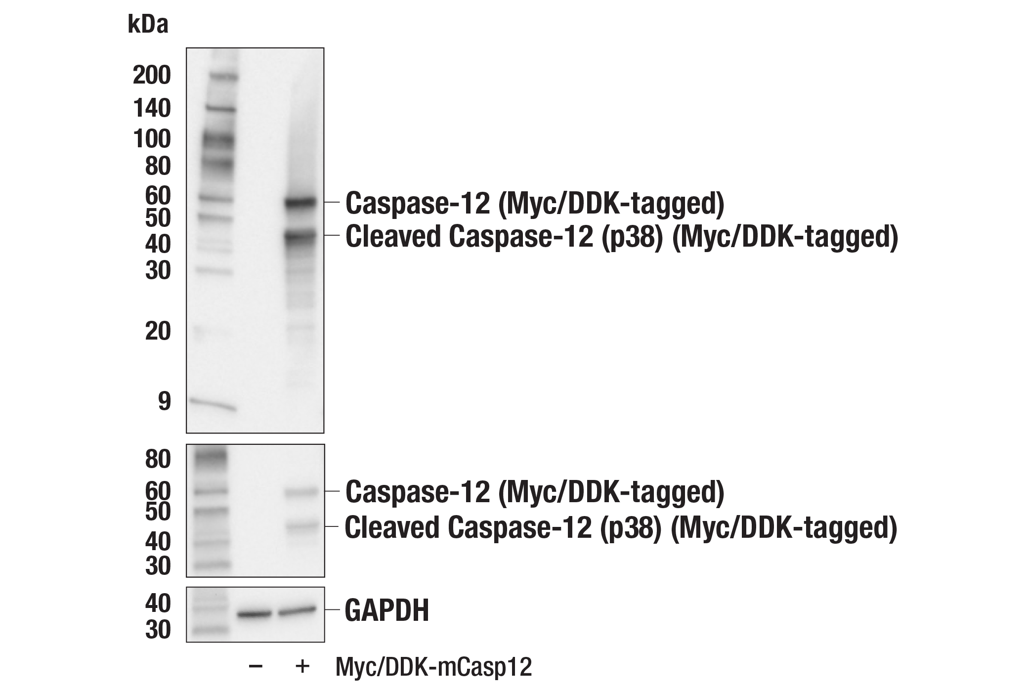 Western Blotting Image 2: Caspase-12 (E9T3W) Rabbit mAb