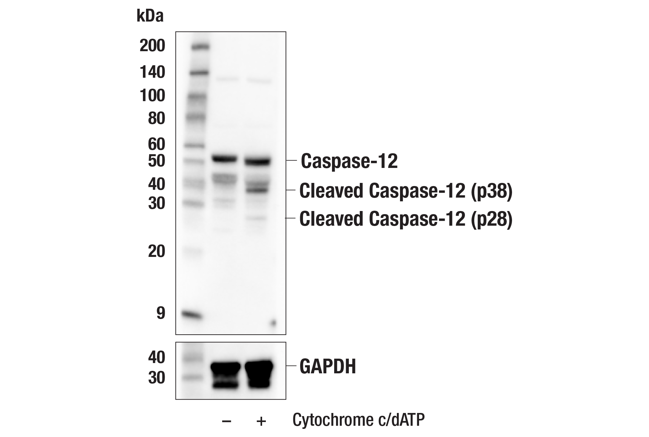  Image 3: Apoptosis Antibody Sampler Kit (Mouse Preferred)