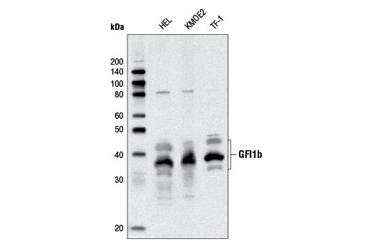 Western Blotting Image 1: GFI1b (D3G2) Rabbit mAb