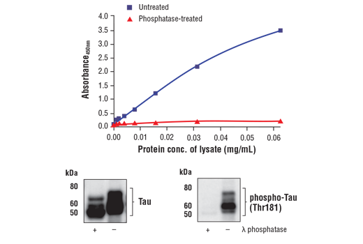  Image 1: FastScan™ Phospho-Tau (Thr181) ELISA Kit