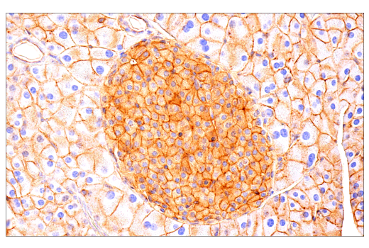 Immunohistochemistry Image 1: Crry (E9F1S) Rabbit mAb