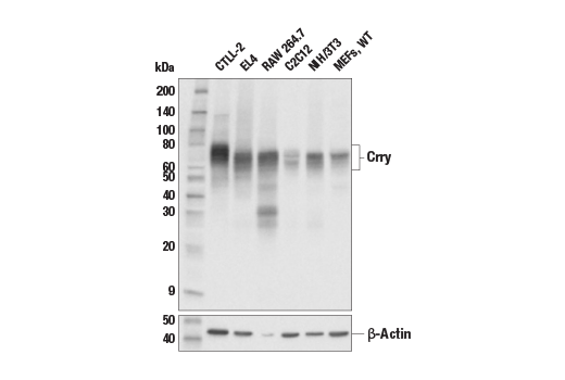 Western Blotting Image 1: Crry (E9F1S) Rabbit mAb