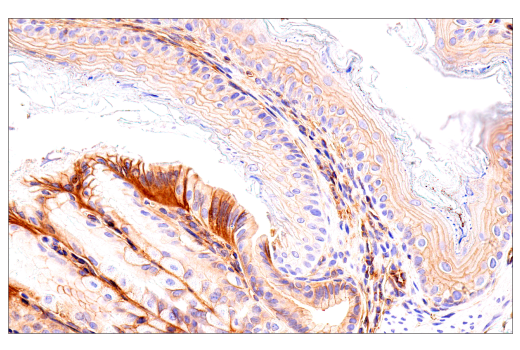 Immunohistochemistry Image 8: Crry (E9F1S) Rabbit mAb