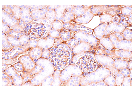 Immunohistochemistry Image 4: Crry (E9F1S) Rabbit mAb