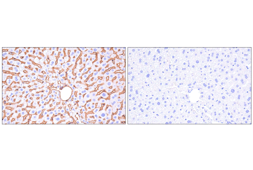 Immunohistochemistry Image 5: Crry (E9F1S) Rabbit mAb